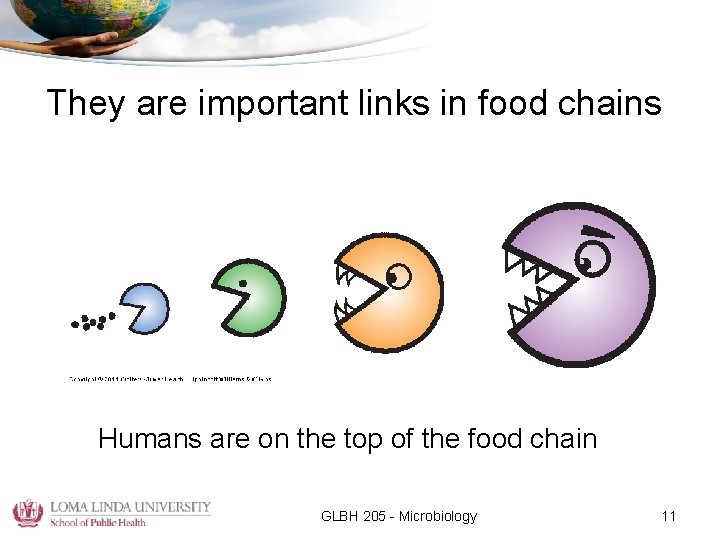 They are important links in food chains Humans are on the top of the