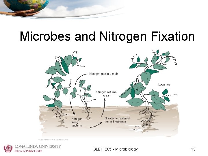 Microbes and Nitrogen Fixation GLBH 205 - Microbiology 13 