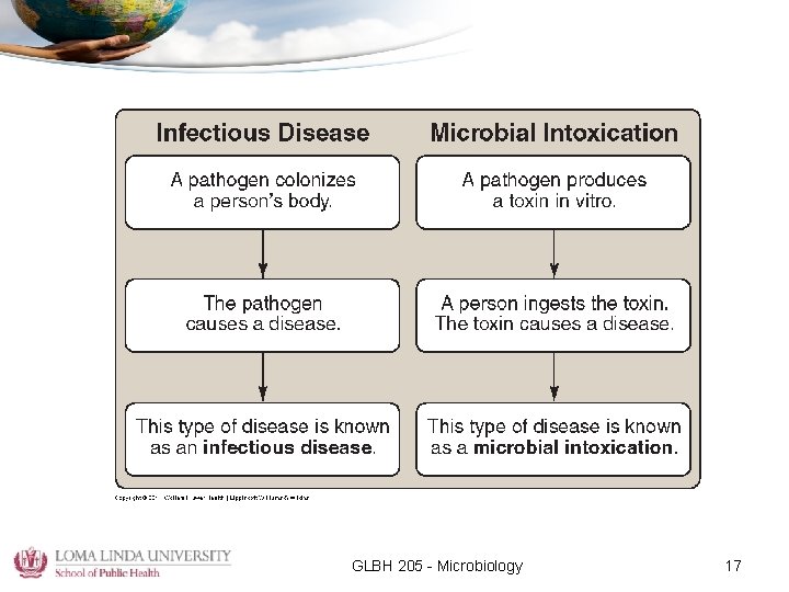 GLBH 205 - Microbiology 17 