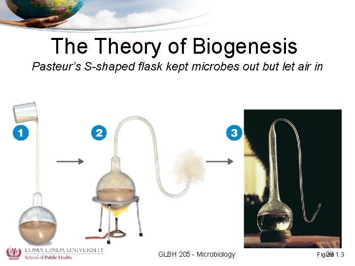 The Theory of Biogenesis Pasteur’s S-shaped flask kept microbes out but let air in