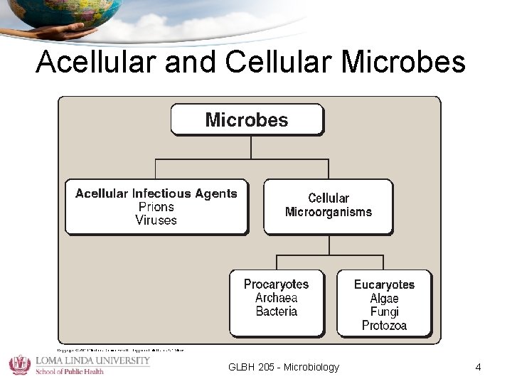 Acellular and Cellular Microbes GLBH 205 - Microbiology 4 