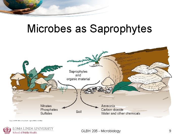 Microbes as Saprophytes GLBH 205 - Microbiology 9 