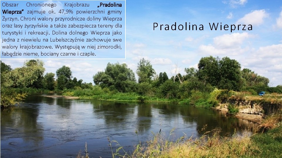 Obszar Chronionego Krajobrazu „Pradolina Wieprza” zajmuje ok. 47, 9% powierzchni gminy Żyrzyn. Chroni walory