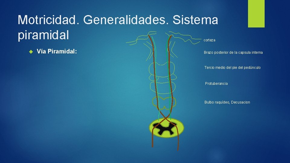 Motricidad. Generalidades. Sistema piramidal corteza Vía Piramidal: Brazo posterior de la capsula interna Tercio