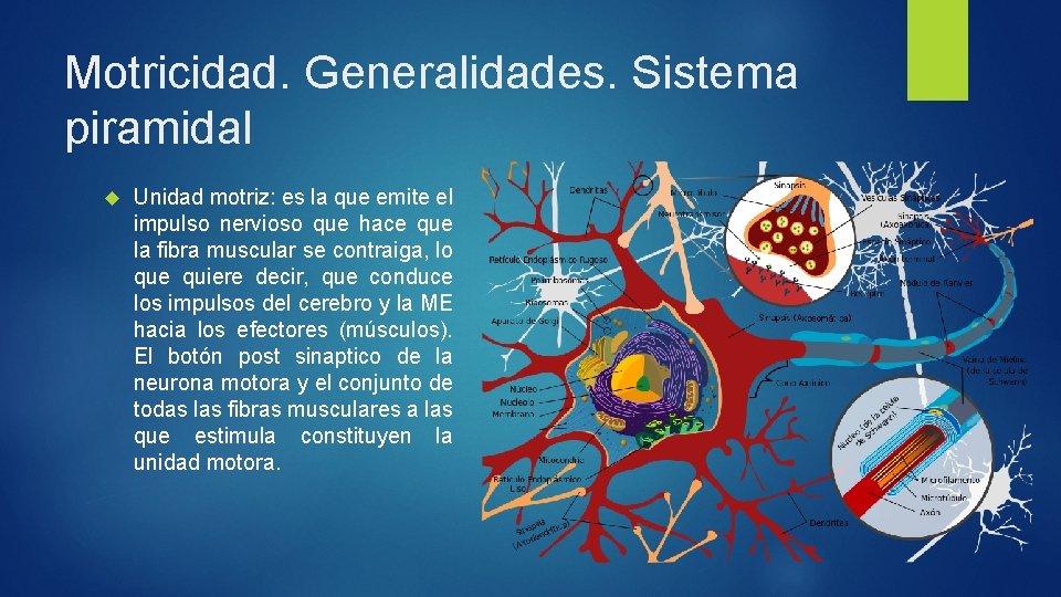 Motricidad. Generalidades. Sistema piramidal Unidad motriz: es la que emite el impulso nervioso que