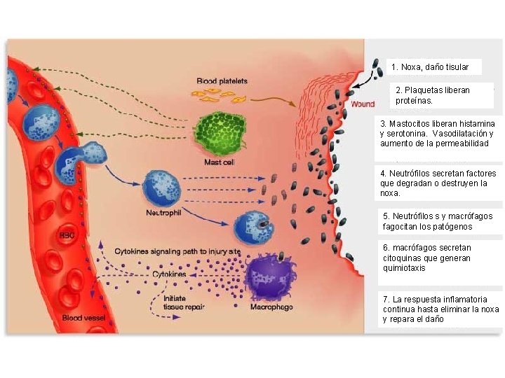 1. Noxa, daño tisular 2. Plaquetas liberan proteínas. 3. Mastocitos liberan histamina y serotonina.