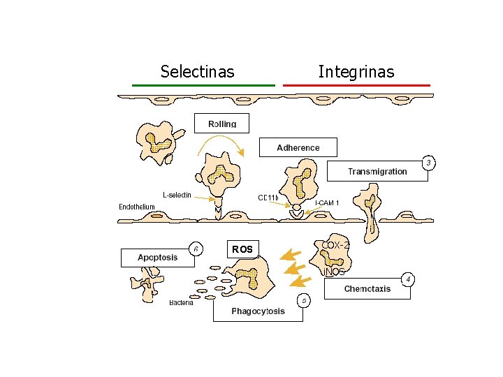 Selectinas ROS Integrinas COX-2 i. NOS 