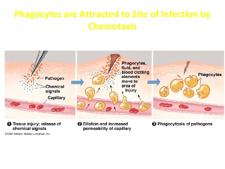 Phagocytes are Attracted to Site of Infection by Chemotaxis 