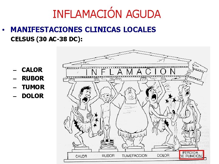 INFLAMACIÓN AGUDA • MANIFESTACIONES CLINICAS LOCALES CELSUS (30 AC-38 DC): – – CALOR RUBOR