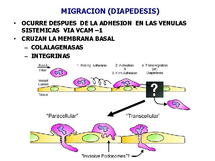 MIGRACION (DIAPEDESIS) • OCURRE DESPUES DE LA ADHESION EN LAS VENULAS SISTEMICAS VIA VCAM