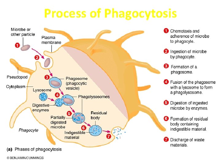 Process of Phagocytosis 