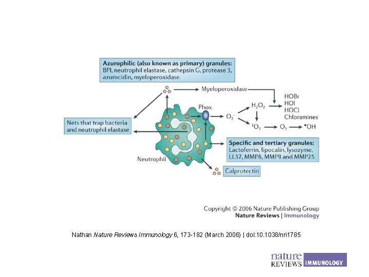 Nathan Nature Reviews Immunology 6, 173 -182 (March 2006) | doi: 10. 1038/nri 1785