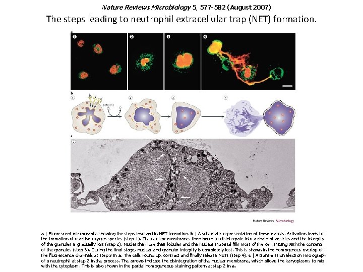 Nature Reviews Microbiology 5, 577 -582 (August 2007) The steps leading to neutrophil extracellular