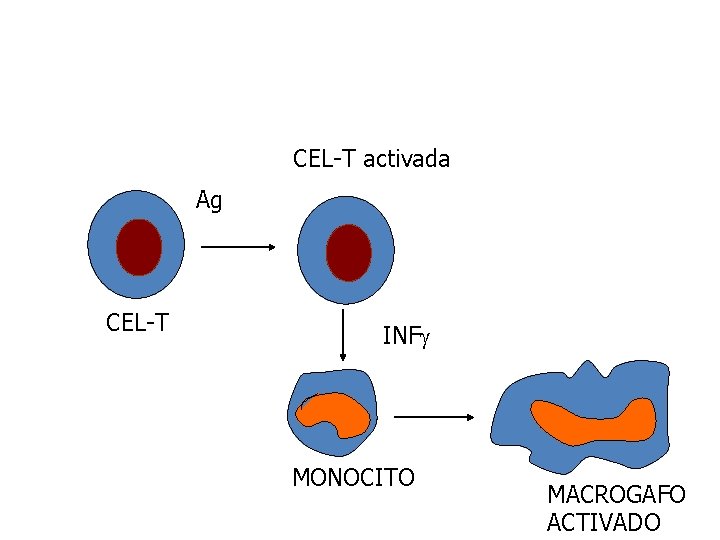 CEL-T activada Ag CEL-T INF MONOCITO MACROGAFO ACTIVADO 