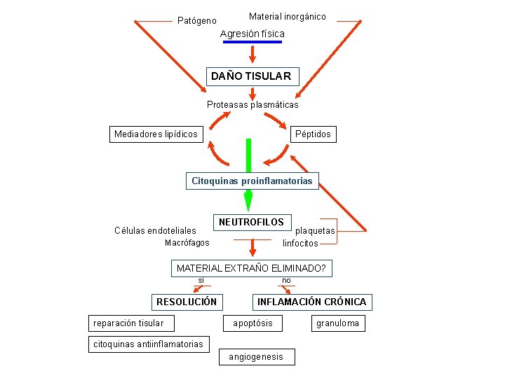 Patógeno Material inorgánico Agresión física DAÑO TISULAR Proteasas plasmáticas Mediadores lipídicos Péptidos Citoquinas proinflamatorias