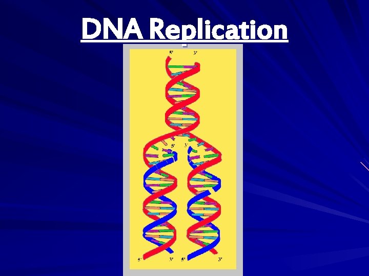 DNA Replication 