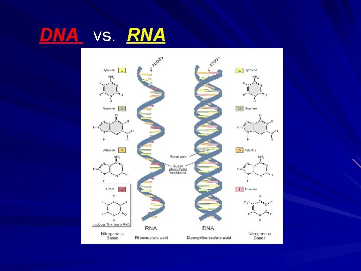 DNA vs. RNA 