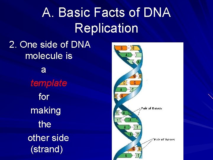 A. Basic Facts of DNA Replication 2. One side of DNA molecule is a