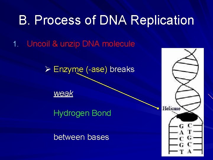 B. Process of DNA Replication 1. Uncoil & unzip DNA molecule Ø Enzyme (-ase)
