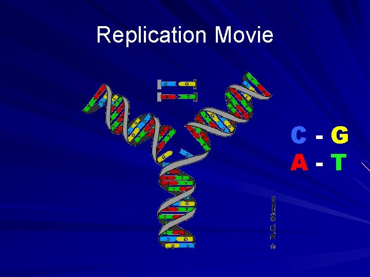 Replication Movie C-G A-T 