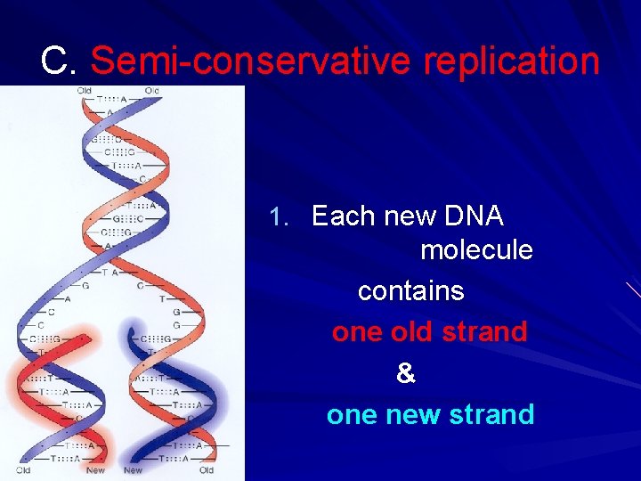 C. Semi-conservative replication 1. Each new DNA molecule contains one old strand & one