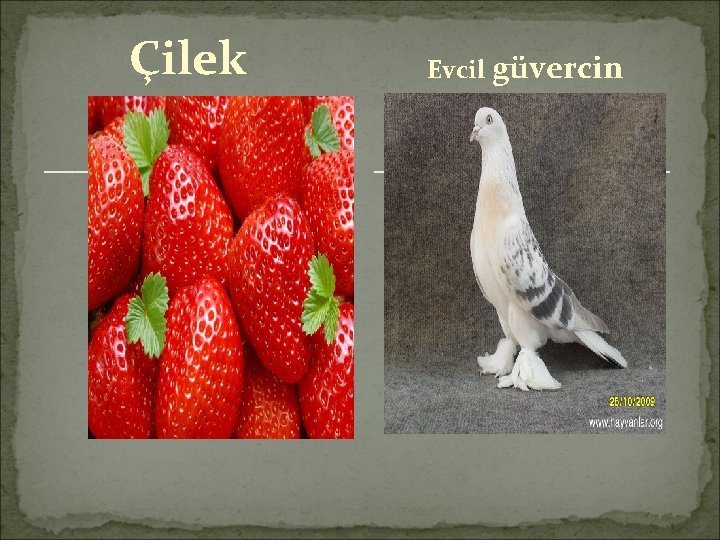 Çilek Evcil güvercin 