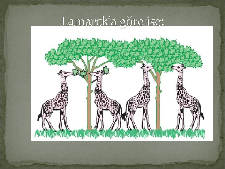 Lamarck’a göre ise; 