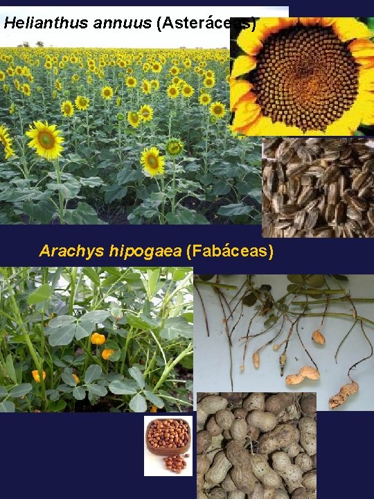 Helianthus annuus (Asteráceas) Arachys hipogaea (Fabáceas) 