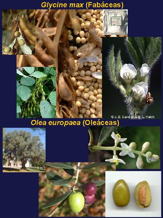 Glycine max (Fabáceas) Olea europaea (Oleáceas) 