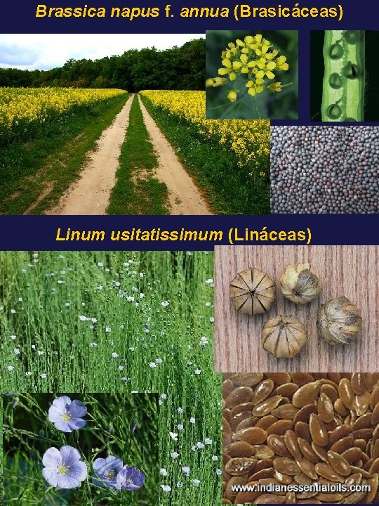 Brassica napus f. annua (Brasicáceas) Linum usitatissimum (Lináceas) 