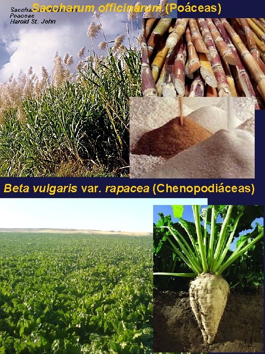 Saccharum officinarum (Poáceas) Beta vulgaris var. rapacea (Chenopodiáceas) 