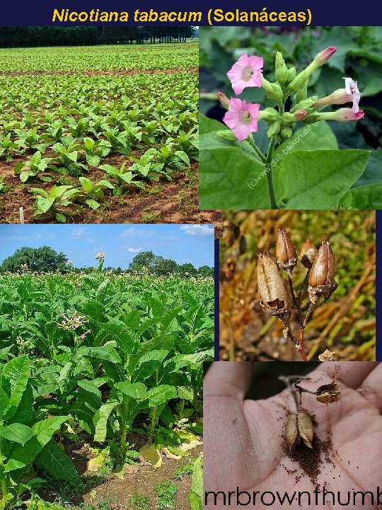 Nicotiana tabacum (Solanáceas) 
