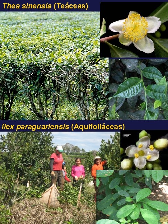 Thea sinensis (Teáceas) Ilex paraguariensis (Aquifoliáceas) 