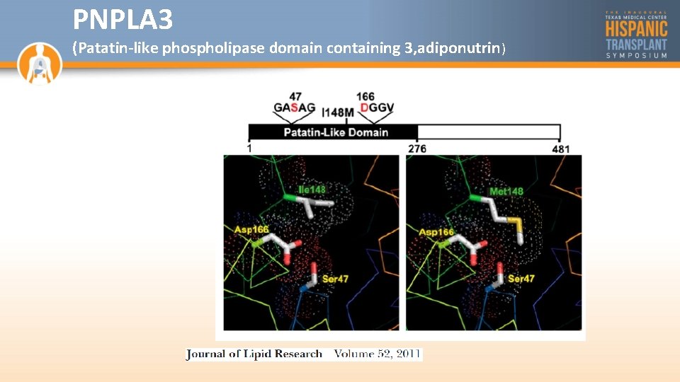 PNPLA 3 (Patatin-like phospholipase domain containing 3, adiponutrin ) 