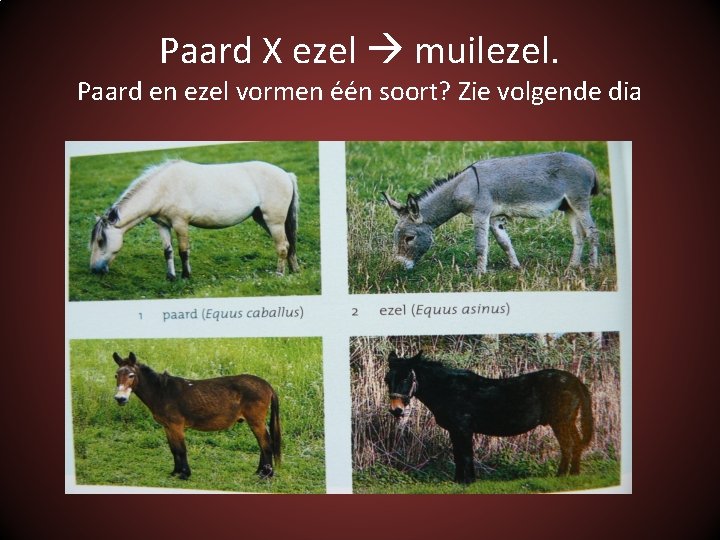 Paard X ezel muilezel. Paard en ezel vormen één soort? Zie volgende dia 