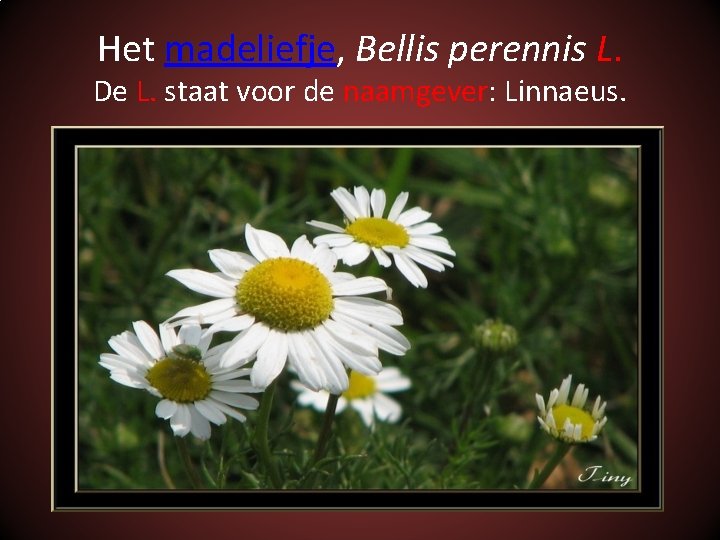 Het madeliefje, Bellis perennis L. De L. staat voor de naamgever: Linnaeus. 