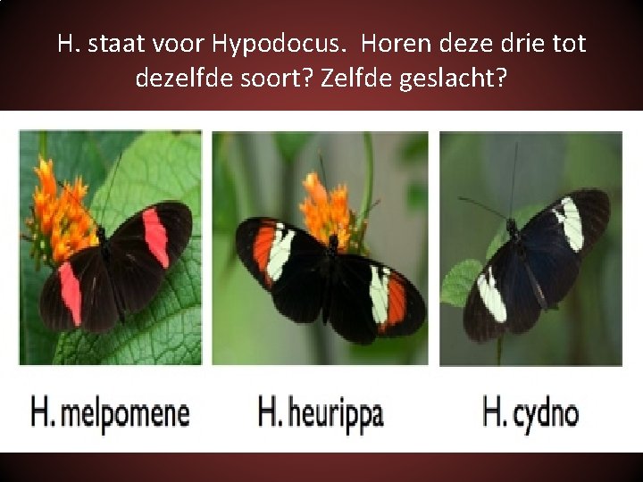 H. staat voor Hypodocus. Horen deze drie tot dezelfde soort? Zelfde geslacht? 
