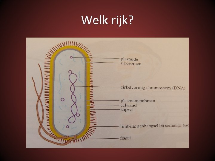 Welk rijk? 