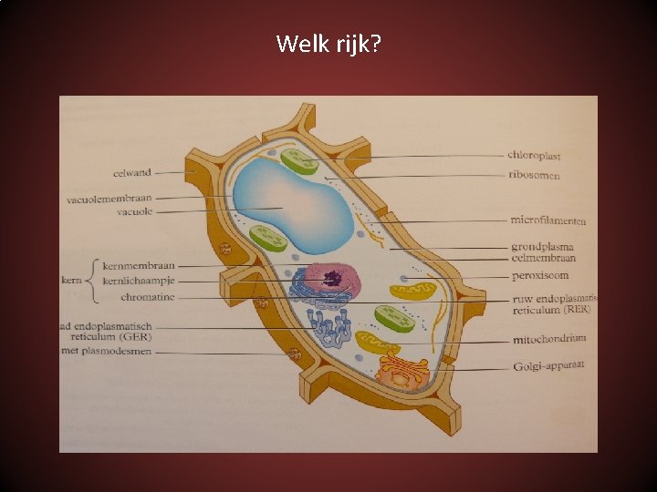 Welk rijk? 