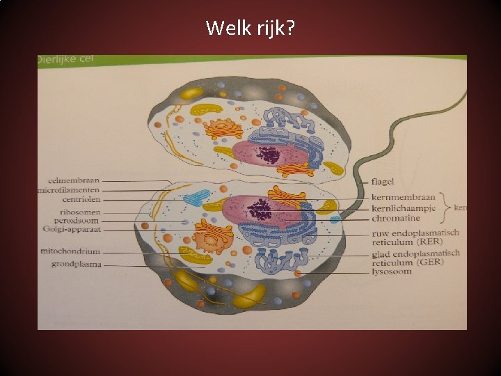 Welk rijk? 