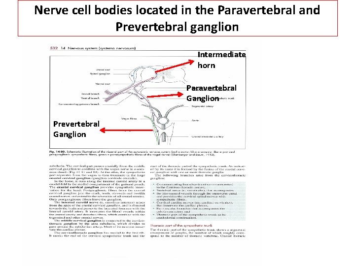 Nerve cell bodies located in the Paravertebral and Prevertebral ganglion Intermediate horn Paravertebral Ganglion