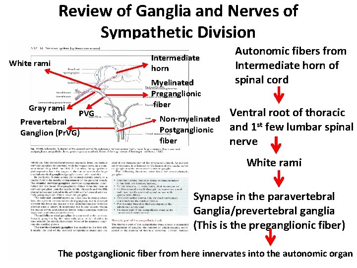 Review of Ganglia and Nerves of Sympathetic Division Intermediate horn White rami Gray rami