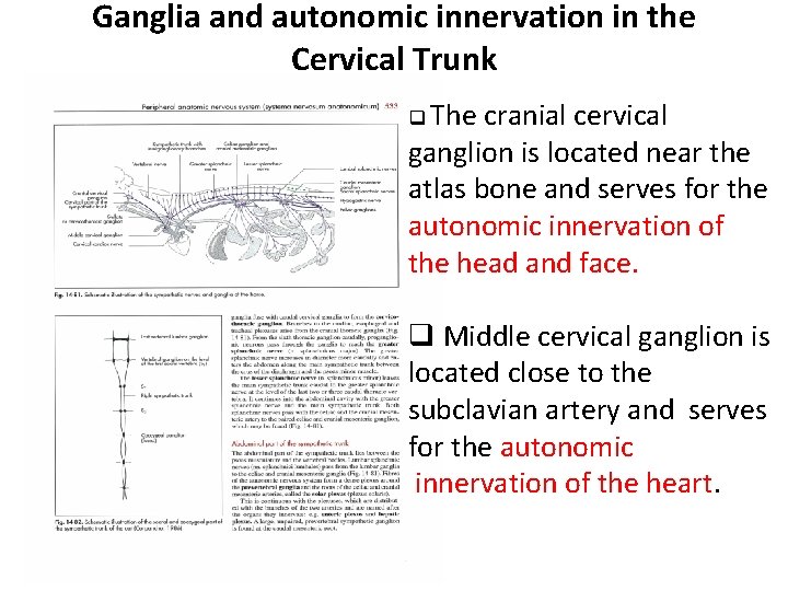 Ganglia and autonomic innervation in the Cervical Trunk q The cranial cervical ganglion is