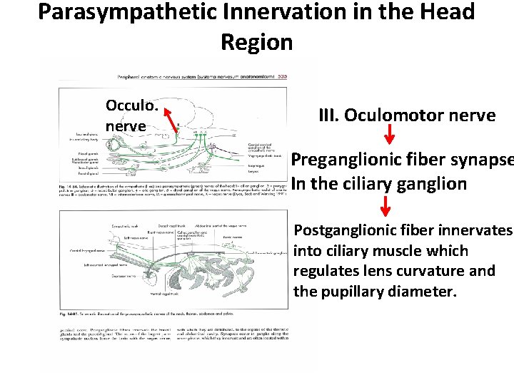 Parasympathetic Innervation in the Head Region Occulo. nerve III. Oculomotor nerve Preganglionic fiber synapse