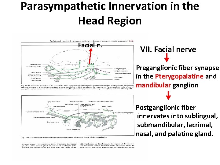 Parasympathetic Innervation in the Head Region Facial n. VII. Facial nerve Preganglionic fiber synapse