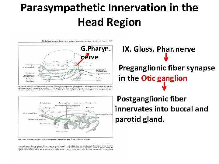 Parasympathetic Innervation in the Head Region G. Pharyn. nerve IX. Gloss. Phar. nerve Preganglionic