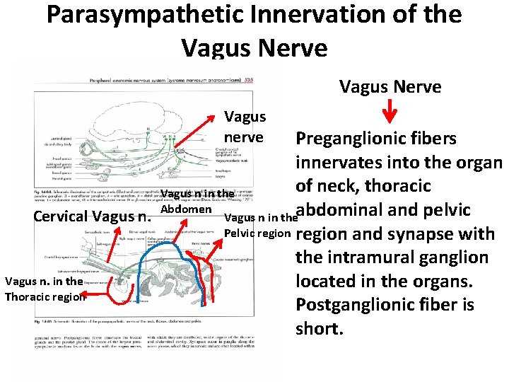 Parasympathetic Innervation of the Vagus Nerve Vagus nerve Preganglionic fibers innervates into the organ