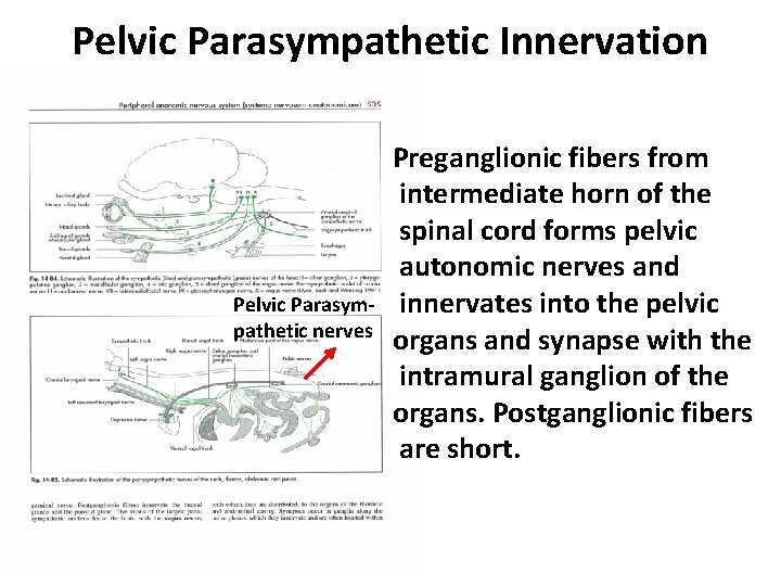Pelvic Parasympathetic Innervation Pelvic Parasympathetic nerves Preganglionic fibers from intermediate horn of the spinal Pelvic Parasympathetic Innervation Pelvic Parasympathetic nerves Preganglionic fibers from intermediate horn of the spinal