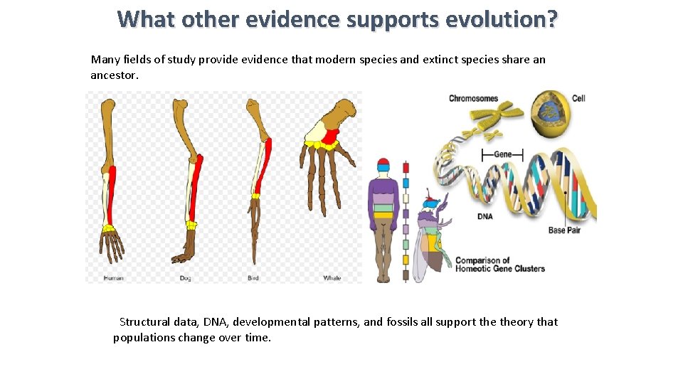 What other evidence supports evolution? Many fields of study provide evidence that modern species