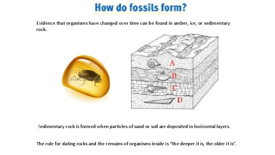 Evidence that organisms have changed over time can be found in amber, ice, or